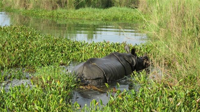 One Horned Rhinoceros In Chitwan National Park