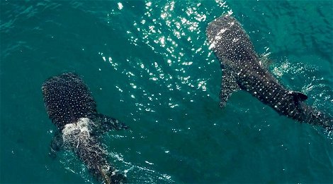 About Whale Sharks