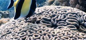 Tanzanian Residents Special - Valid through 20th Dec 2025!