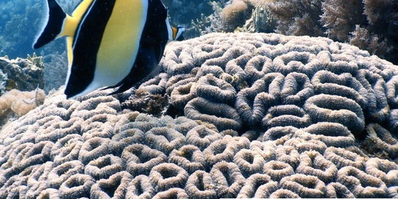 Tanzanian Residents Special - Valid through 20th Dec 2025!