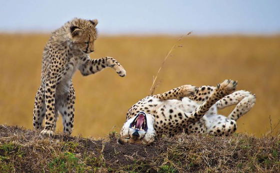 3 Night Grand Kruger Safari Experience