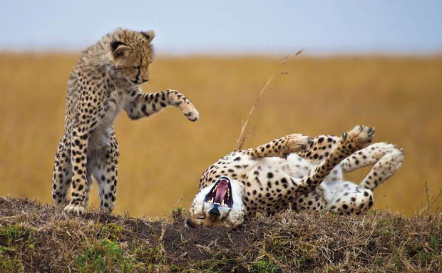 Kruger Park Leopards Playing Kruger Park Leopards Playing