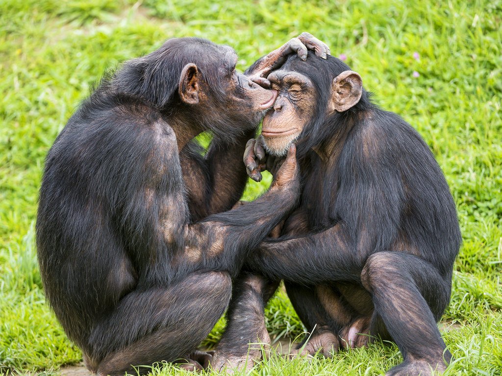 Chimp Eden with Grand Kruger Lodge