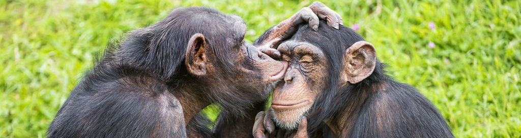 Chimp Eden with Grand Kruger Lodge