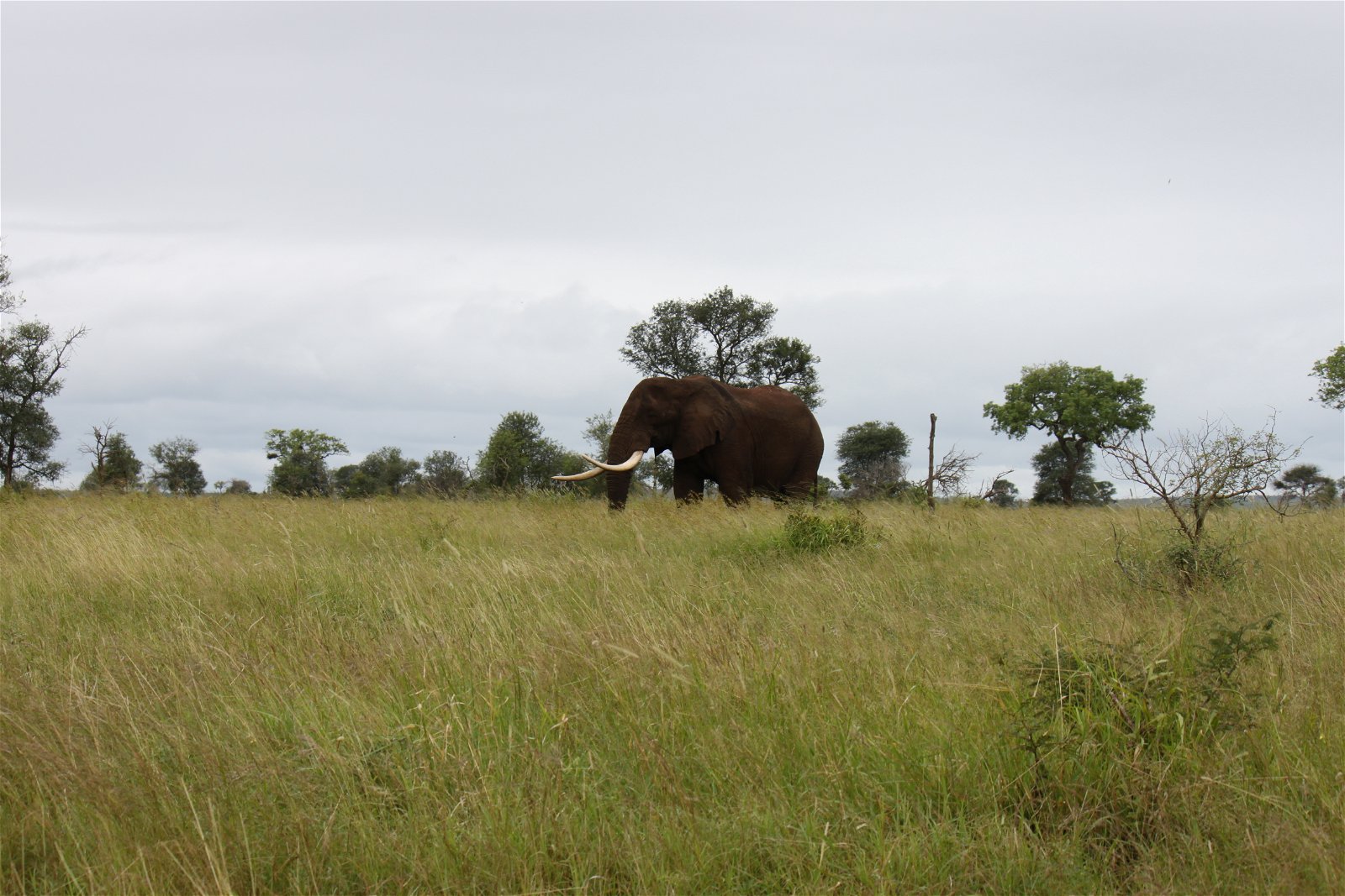 4 Day Grand Kruger Safari Experience