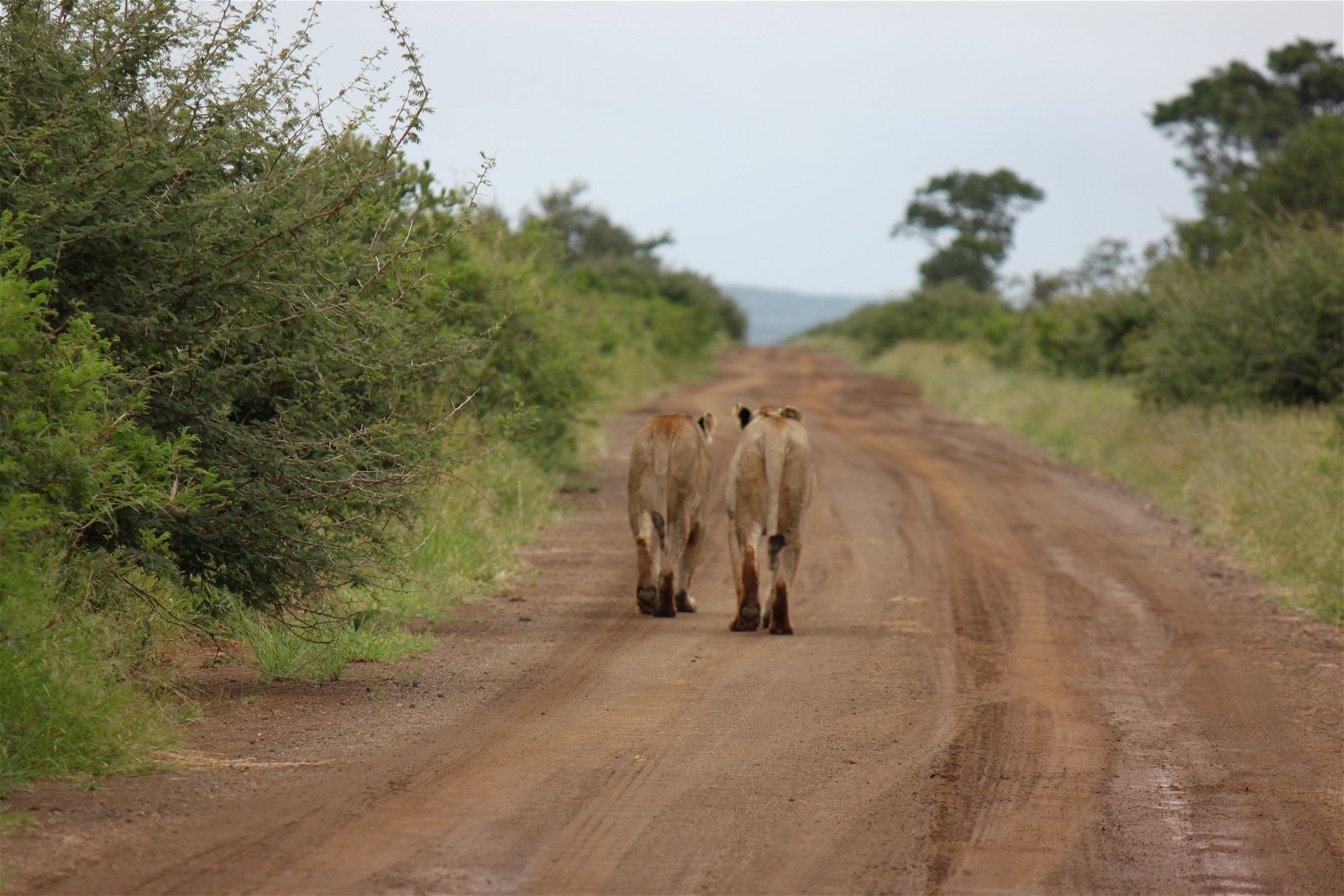5 Day Unforgettable Bush Safari Experience