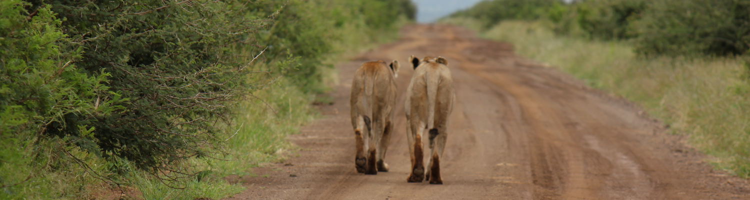 5 Day Unforgettable Bush Safari Experience