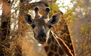 4 Night Grand Kruger Safari Experience