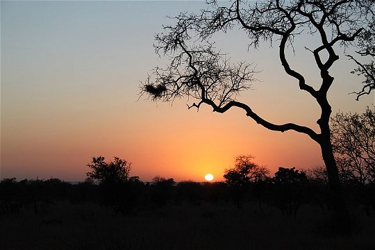 Sunset Game Drives in Kruger National Park 