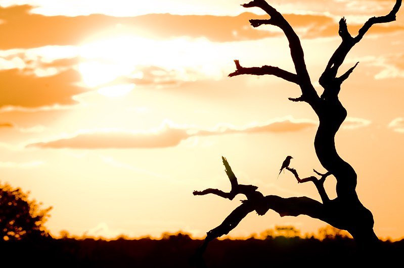 Sunset Safari with Grand Kruger Lodge