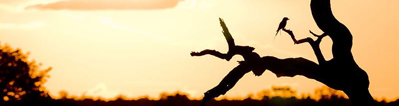 Sunset Safari with Grand Kruger Lodge