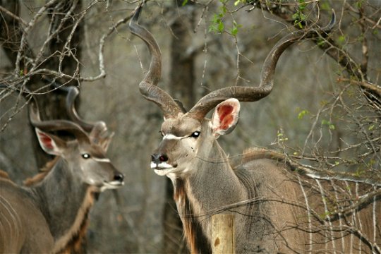 Kruger National Park Antelopes