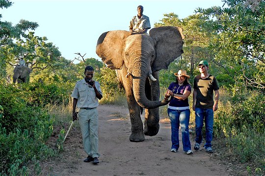 Elephant back Safaris