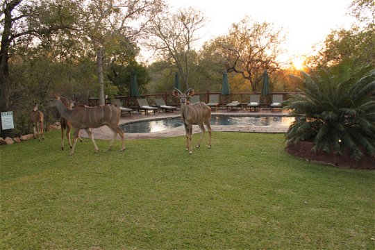 Antelope Grazing By Swimming Pool