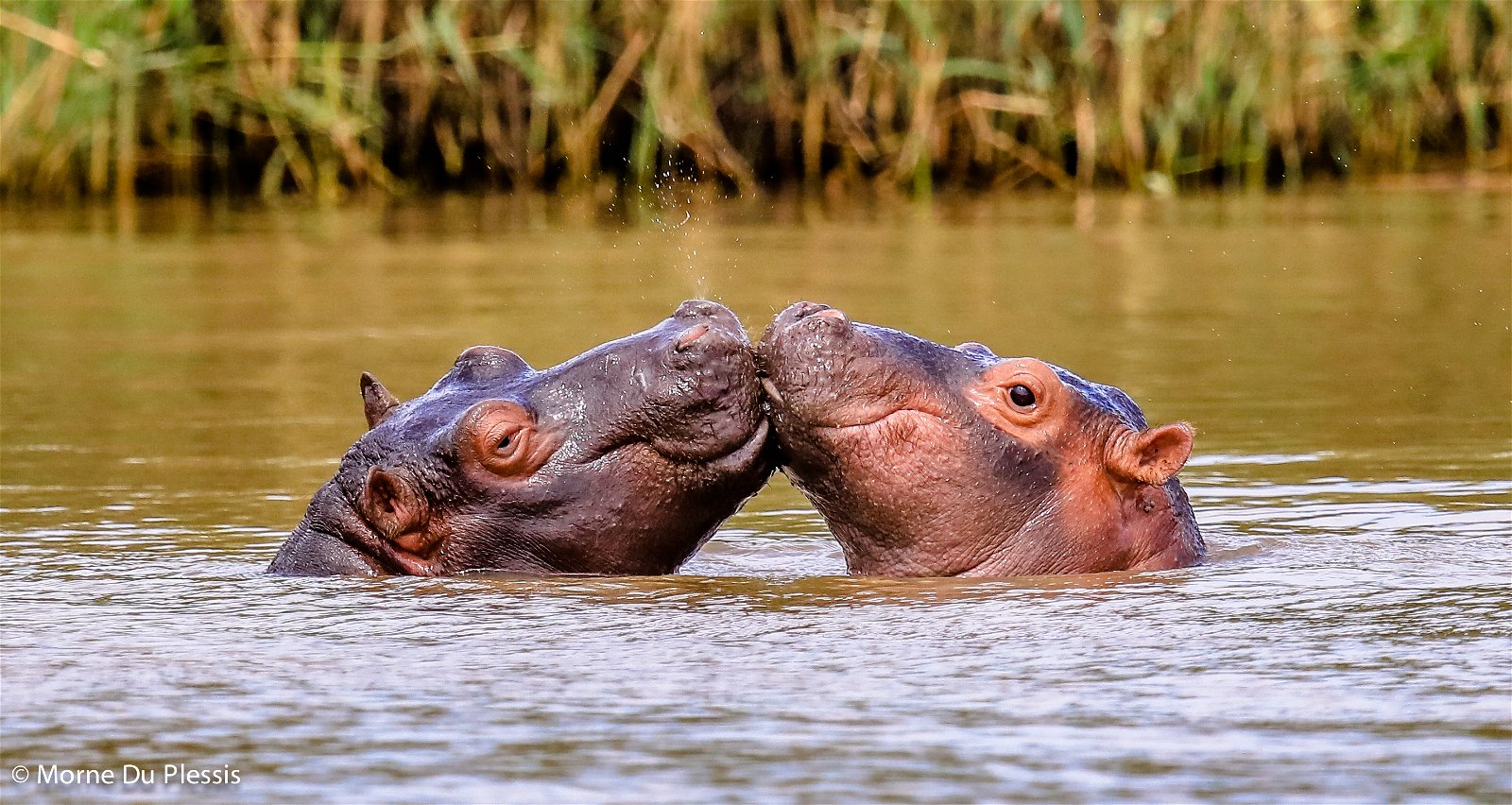 2019 Valentine's Special at Grand Kruger Lodge