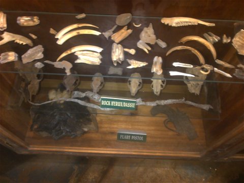 Sudwala Caves Dassie fossils