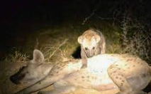 Night Drive in the Kruger National Park