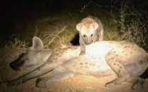 Night Drive in the Kruger National Park