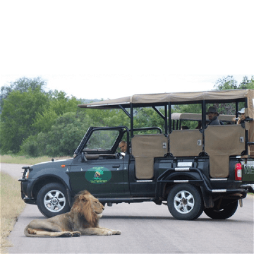 Full Day Game Drive in Kruger National Park with Grand Kruger Lodge