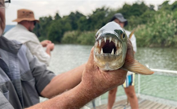 Grand Kruger - Tiger Fishing on the Komati River