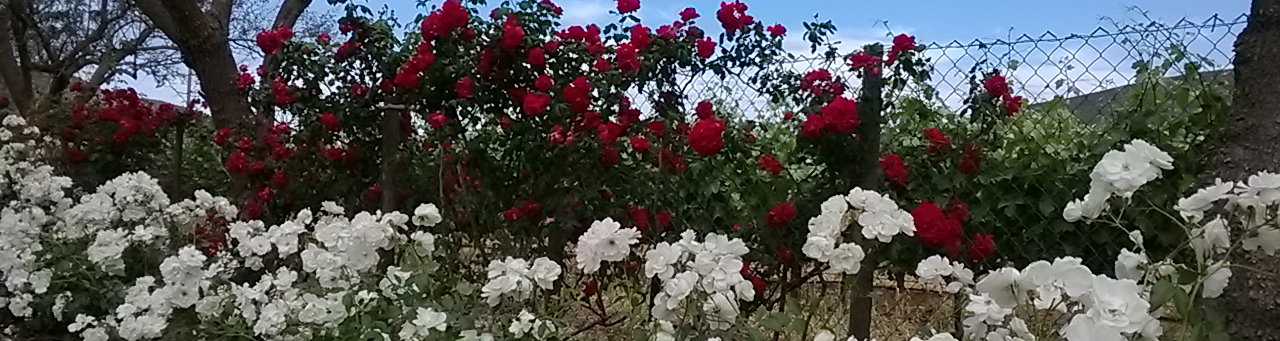 Wein und Rosen