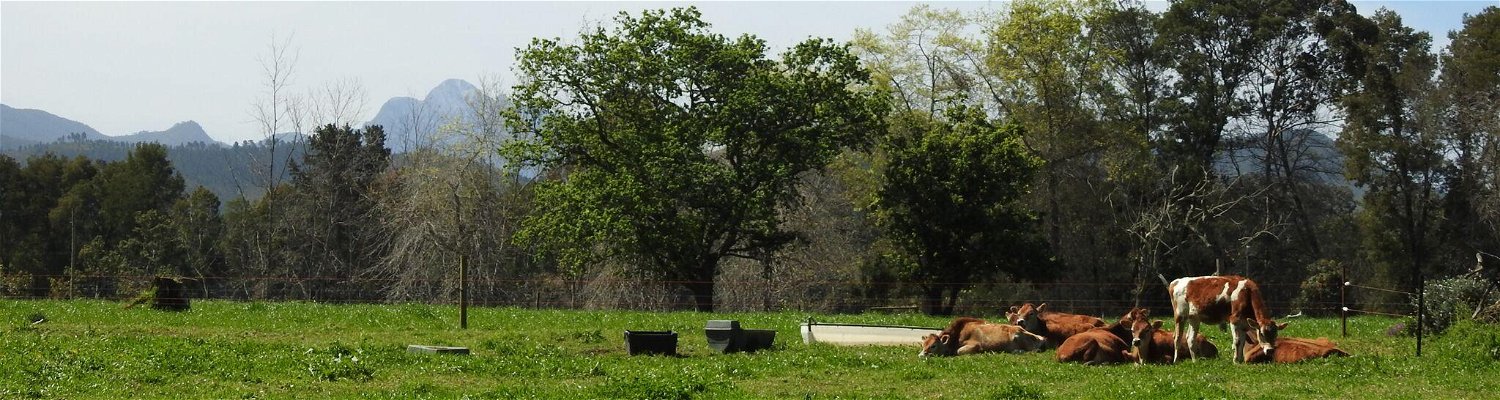 The Bush Buck Cottage with beautiful views of the dairy fields and the Tsitsikamma mountains