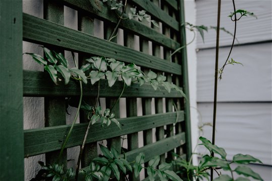 Beautiful greenery with a forest vibe at The Bush Pig Cottage