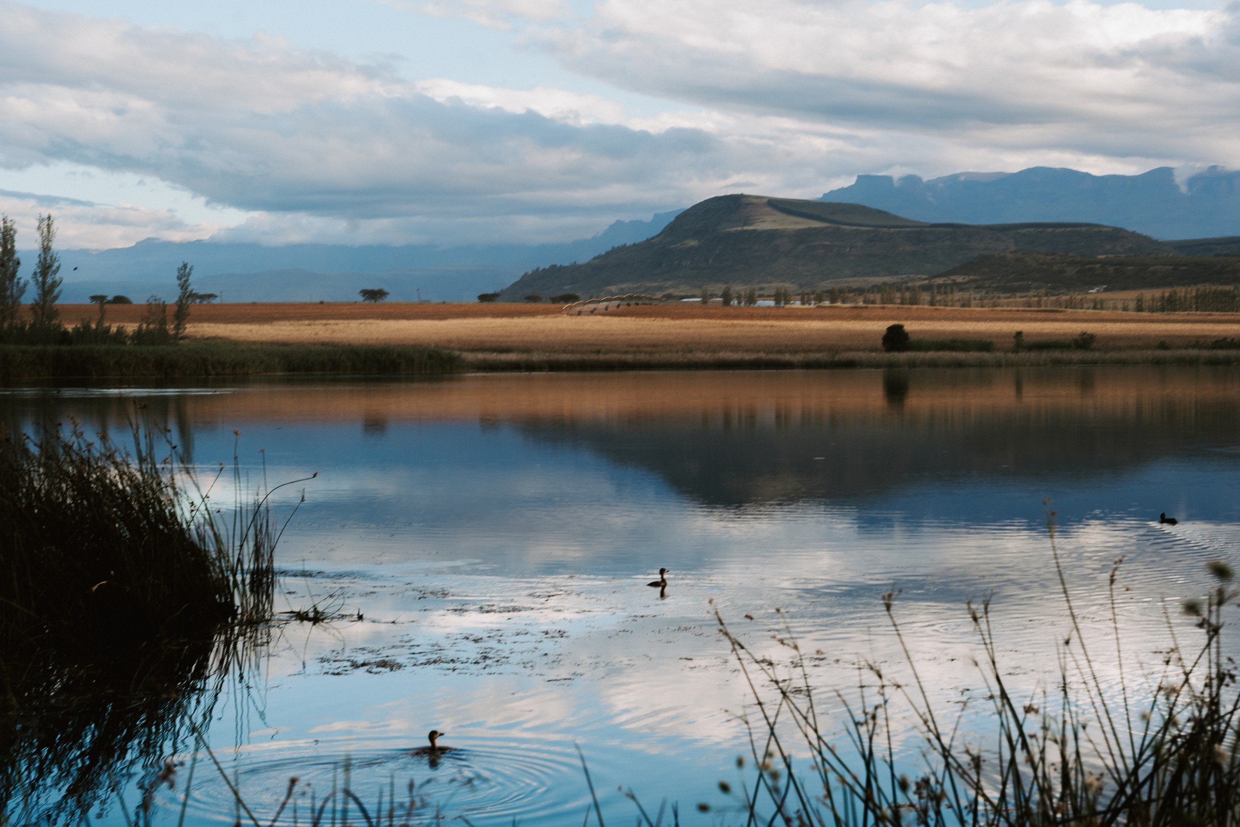 Drakensberg mountains reflected in a farm dam, with waterbirds in the foreground.