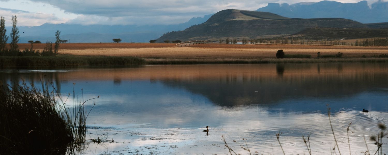 Drakensberg mountains reflected in a farm dam, with waterbirds in the foreground.