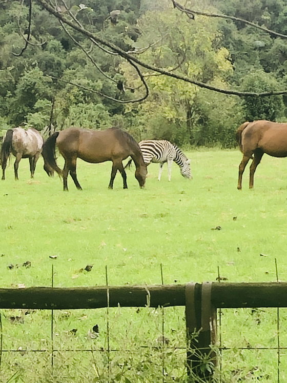 Horses and a Zebra at Dragon Peaks Horses and a Zebra at Dragon Peaks