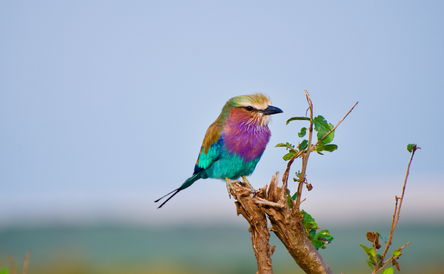 Birding Safaris