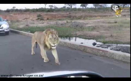 Game Drives (guided or self-drive) and Bush Walks