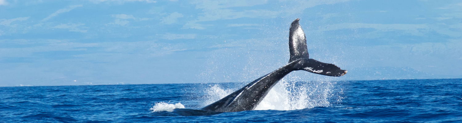 Whale Watching 1