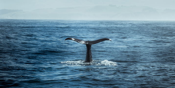 Whalen Beobachten