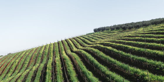 Die ‚Winelands‘ erkunden