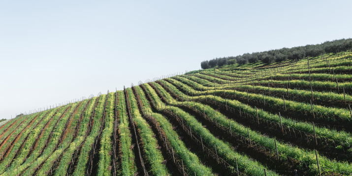 Die ‚Winelands‘ erkunden