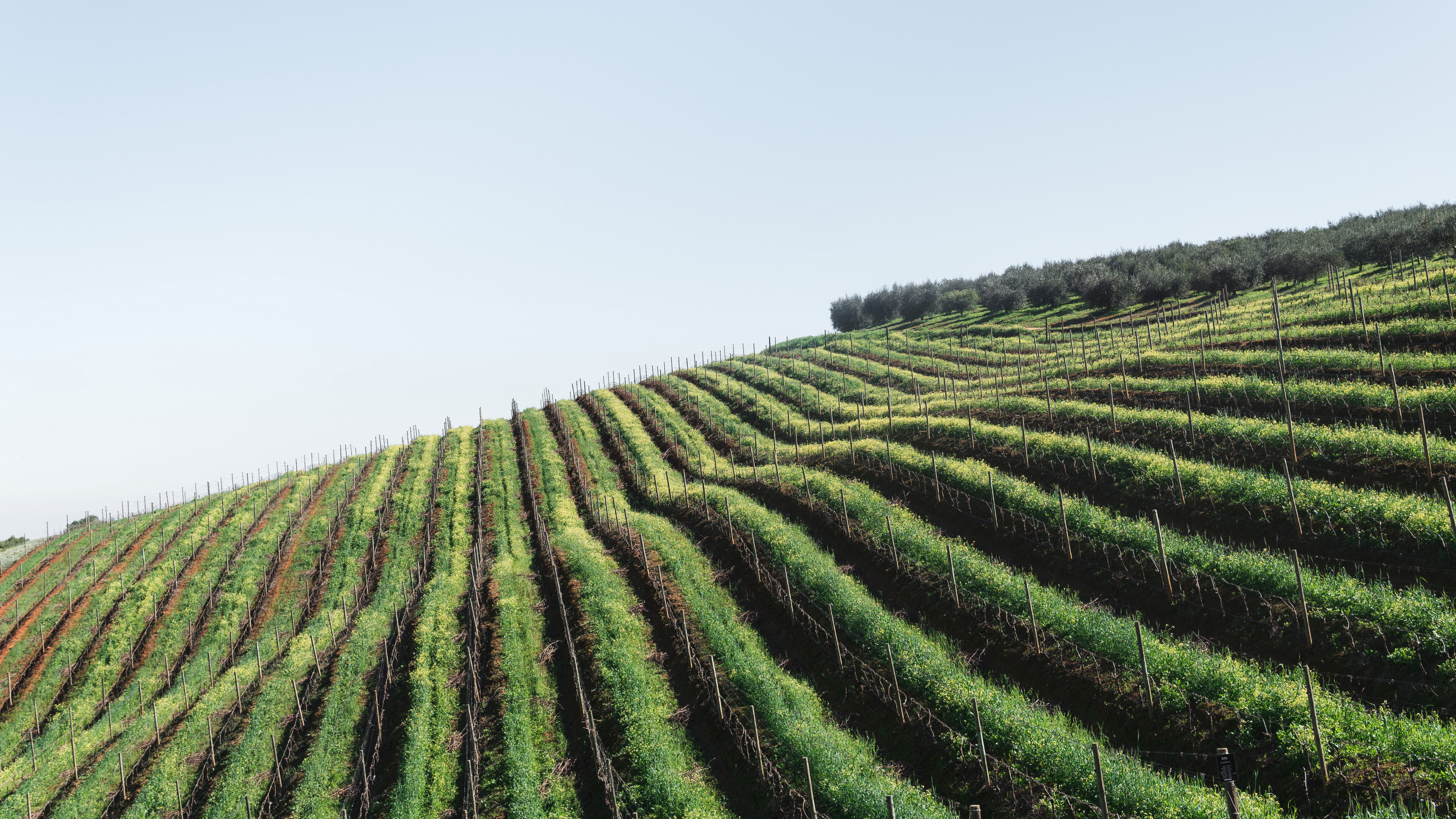 Vineyards in Stellenbosch