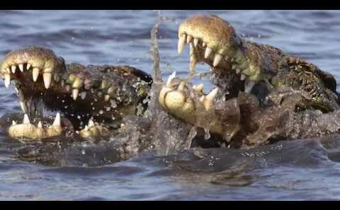 BOAT CRUISE - Chobe National Park