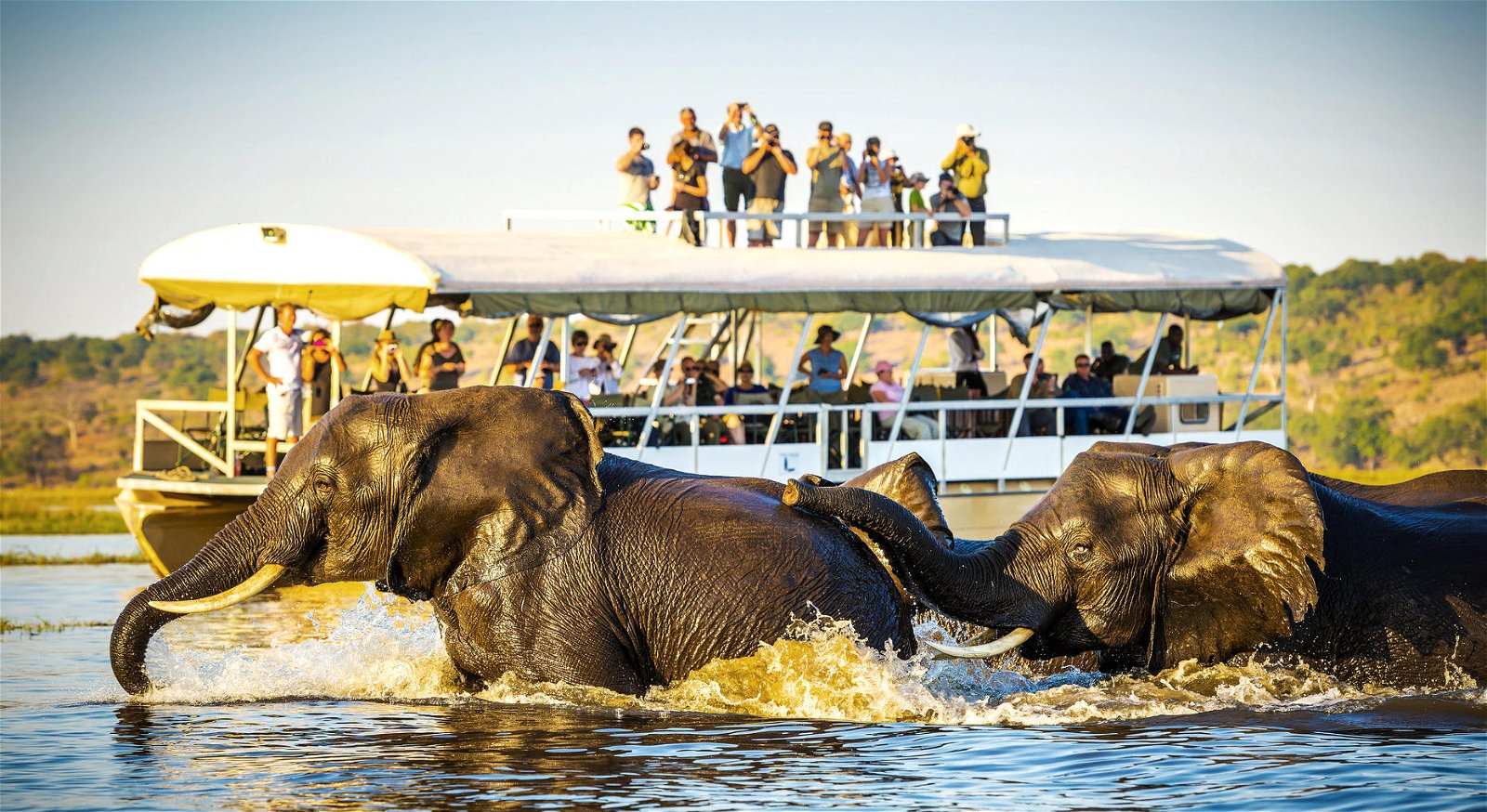 Chobe boat cruise safari