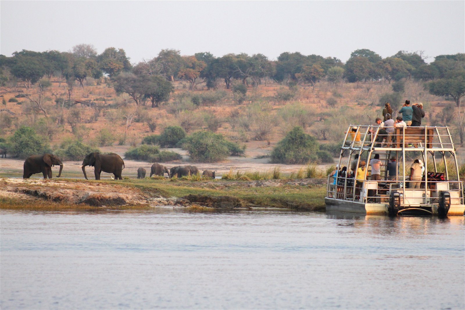 chobe river boat cruise safari