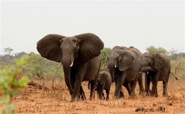 elephants game drive in chobe national park