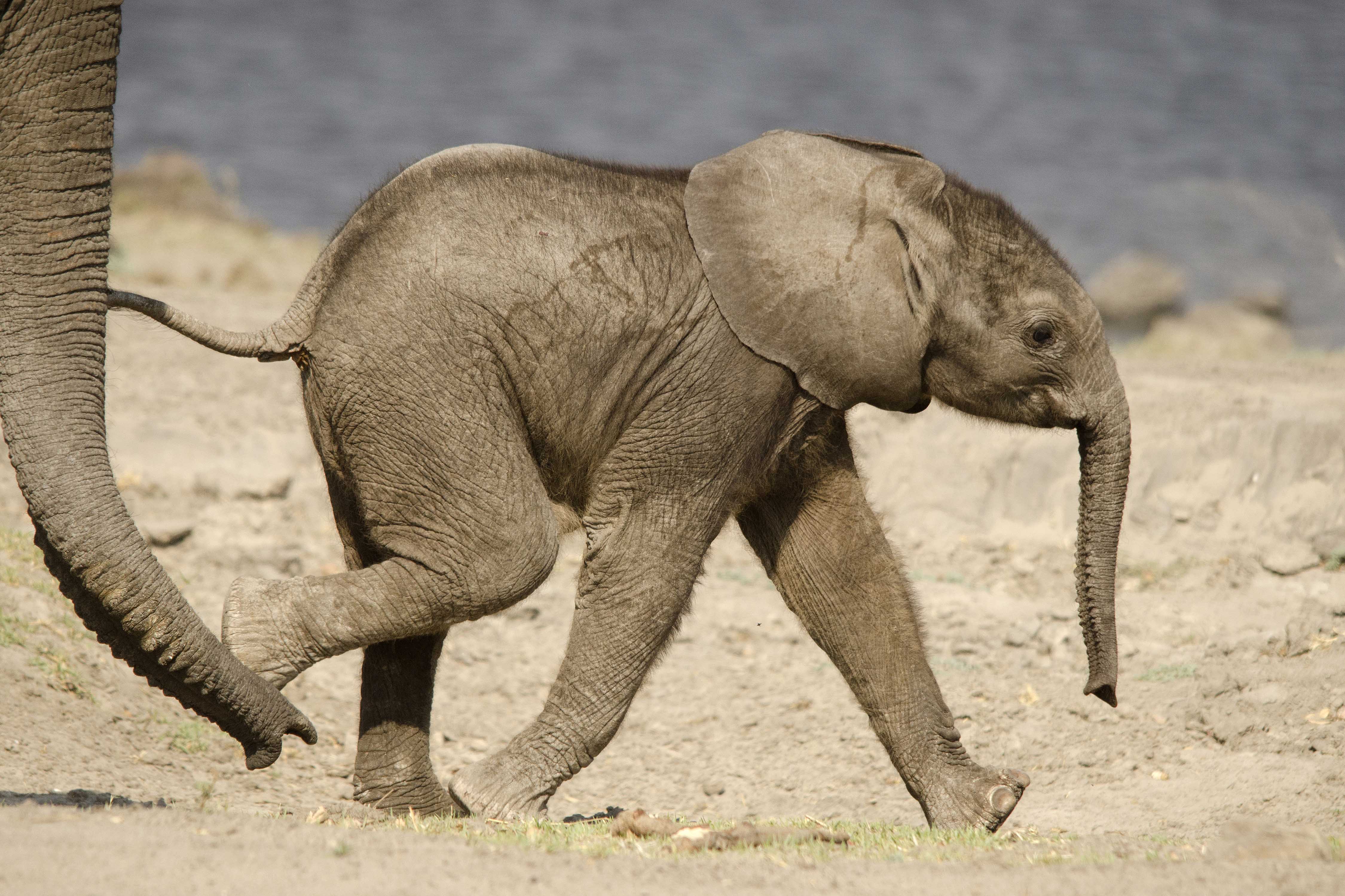 Elephant Chobe National Park