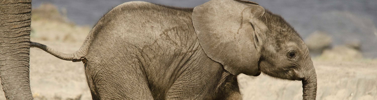 Elephant Chobe National Park