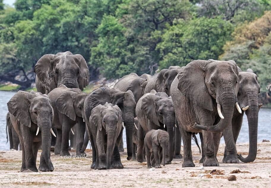 Chobe Elephants