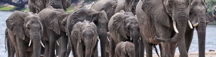Chobe Elephants