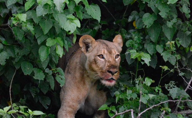 Chobe Lion Safari