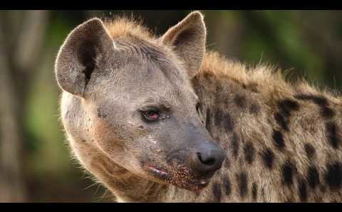 GAME DRIVES - Chobe National Park