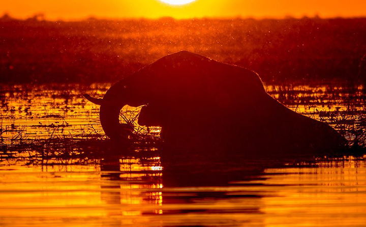 Chobe Sunset Elephant