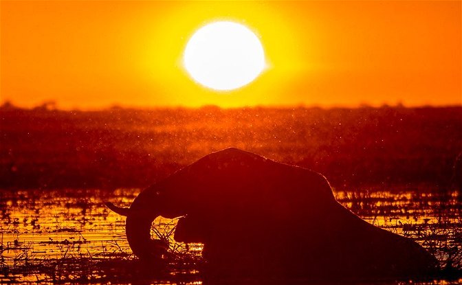 Chobe Sunset Elephant