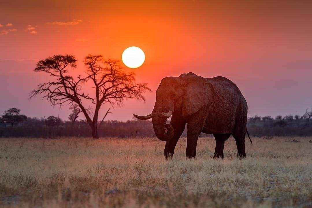 We are Chobe